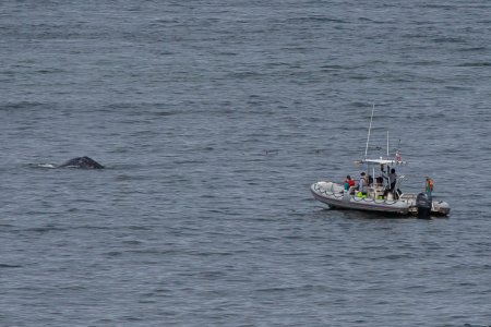 In Depoe Bay komen de walvissen wel erg dichtbij de bootjes